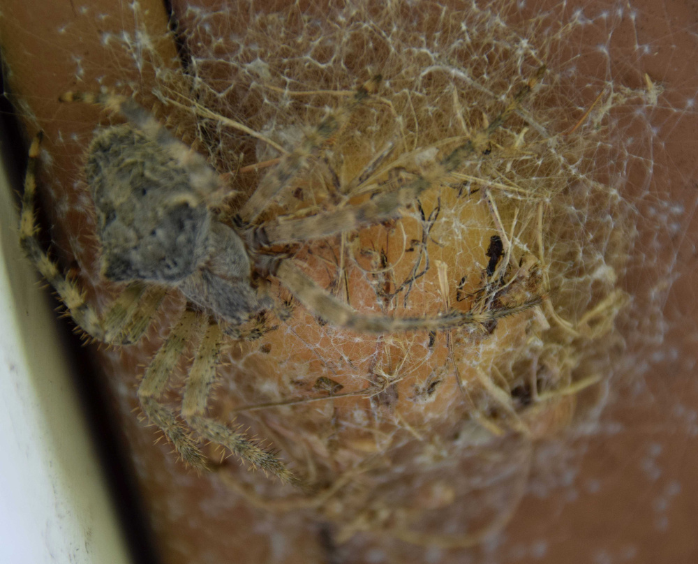 The Unity Shelob, aka Charlotte, guarding her egg sac in early October.
